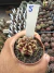 Gymnocalycium Híbrido Daydream vaso 6 Cod 5 - comprar online