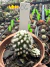 Mammillaria Gracilis Oruga vaso 7 cod 6 - comprar online