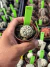 Astrophytum Asterias V-type Super Kabuto Vaso 6 cod 41 na internet