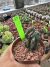 Cereus peruvianus monstruosus vaso 11 cod 13 - comprar online