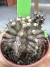 Gymnocalycium T- Rex vaso 6 cod 8 - comprar online