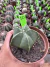 Astrophytum Nudum vaso 11 Cod 10 - comprar online