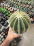 Parodia Magnifica vaso 15 cod 10 - comprar online