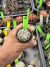 Astrophytum Asterias V-type Super Kabuto Vaso 6 cod 114 - comprar online