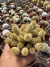 Mammilaria Elongata vaso 11 - comprar online