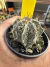 Astrophytum Fukuryu vaso 7 cod 5