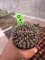 Gymnocalycium M. Cristata vaso 9 G49 na internet