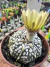 Astrophytum Asterias V-type Super Kabuto Vaso 6 cod 39