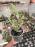 Pachypodium Horombense (Palmeira de Madagascar Flor amarela vaso 15) cod 1 na internet