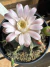 Gymnocalycium Variegata Matriz vaso 15 Cod 41 - comprar online