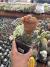 Sulcorebutia rauschii variegata enxertada Vaso 12 - comprar online