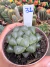 Haworthia de Vidro Cooperi importada vaso 9 Cod 31 - comprar online