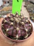 Gymnocalycium T- Rex vaso 6 cod 252