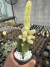 Lobivia Chamaocereus silvestrii Variegata Exertada vaso 12 Cod 3