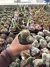 Mammilaria Arizona Cv S. Flor rosa vaso 9 cod 1 - comprar online