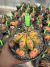 Gymnocalycium Variegata Matriz vaso 15 Cod 52 - comprar online