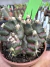 Gymnocalycium T- Rex vaso 6 cod 55 - comprar online