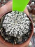 Astrophytum Asteria vaso 6 cod 189