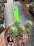 Cereus peruvianus monstruosus vaso 11 cod 11 - comprar online