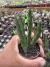 Stapelia Híbrida vaso 7 - comprar online