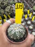 Astrophytum Asteria vaso 6 cod 115 na internet