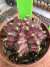Gymnocalycium T- Rex vaso 6 cod 238