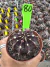Gymnocalycium M. Purple vaso 9 cod 80 - comprar online