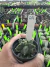 Astrophytum kikko vaso 7 Cod 29