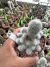 Rebutia Muscula vaso 11 Cod 23 na internet