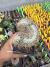 Mammilaria Duweii Cristata Exertada vaso 12