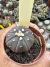 Astrophytum A. Purple vaso 6 cod 10