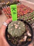 Astrophytum Asteria vaso 9 cod k6 na internet