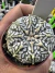 Astrophytum Asterias V-type Super Kabuto Vaso 6 cod 37