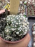 A. Asteria Kabuto Colônia vaso 6 cod 14 - comprar online