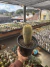Paródia leninghausii vaso 18 Matriz - comprar online