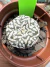 Astrophytum Asterias V-type Super Kabuto Vaso 6 cod 255