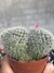 Mammilaria hanniana bicéfala vaso 11 na internet
