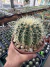 Echinocactus Grusonii (poltrona de sogra vaso 15