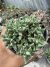 Faucaria Paucidens vaso 11 Colonias - comprar online