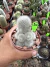 Rebutia Muscula vaso 11 cod 11 na internet