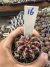 Gymnocalycium Híbrido Daydream vaso 6 Cod 16