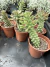 Euphorbia Monadenium Guentheri Vaso 7 - comprar online