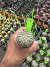Astrophytum Asteria vaso 6 cod 9 - comprar online