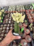 Lobivia Chamaocereus silvestrii Variegata Exertada vaso 12 Cod 5 - comprar online