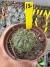Matucana aureiflora vaso 11 cod 12 - comprar online