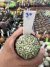 Astrophytum Asteria vaso 6 cod 30