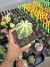 Echinopsis Subdenudata Variegata exertada vaso 12 - comprar online