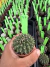 Gymnocalycium Thornless Vaso 6 Cod 77 - comprar online