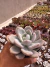 Graptoveria Opalina vaso 11 - comprar online