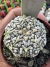 Astrophytum Asterias V-type Super Kabuto Vaso 6 cod 15